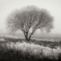 Tranquility BW IV