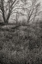 Country Serenity I