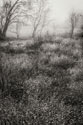 Country Serenity II