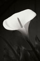 Calla Lily Perfection I