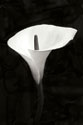 Calla Lily Perfection III