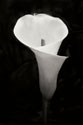 Calla Lily Perfection IV