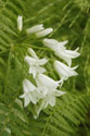 Gentle Bells I