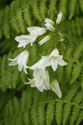 Gentle Bells II