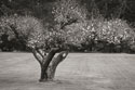 Orchard Serenity II