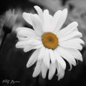 Daisy Square I B&W