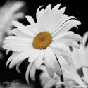 Daisy Square II B&W