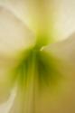 Mystery Floral II