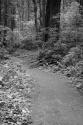 Redwood Path I
