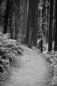 Redwood Path II