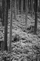 Redwood Path III