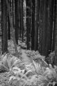 Redwood Path IV