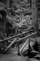 Redwood Bridge I