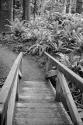 Redwood Bridge II
