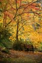 Fall Abundance I