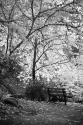 Fall Abundance I B&W