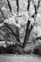 Fall Abundance II B&W