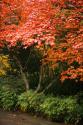 Fall Abundance IV