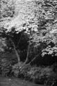 Fall Abundance IV B&W