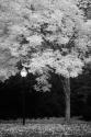 Fall Abundance IX B&W