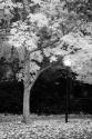 Fall Abundance X B&W