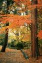Fall Colors I