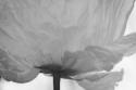 Poppy Elegance I