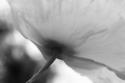 Poppy Elegance II
