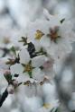 Spring Blossoms I