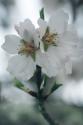 Spring Blossoms II
