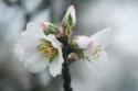 Spring Blossoms III