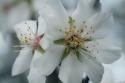 Spring Blossoms IV