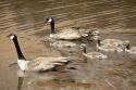 Canadian Geese