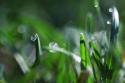 Dew Drops I