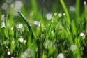 Dew Drops III