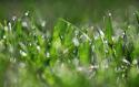Dew Drops IV