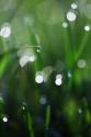 Dew Drops V