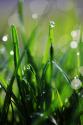 Dew Drops VI