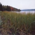 Estuary II