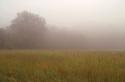 Misty Morning I