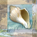 Serenity Shell