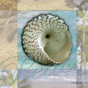 Peace Shell