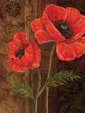 Poppy Portrait I