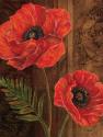 Poppy Portrait II