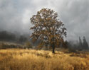 Field of Gold