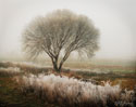 Tranquility I