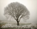 Tranquility II