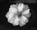 Wild Rose