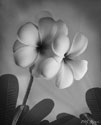 Plumeria I