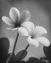 Plumeria II